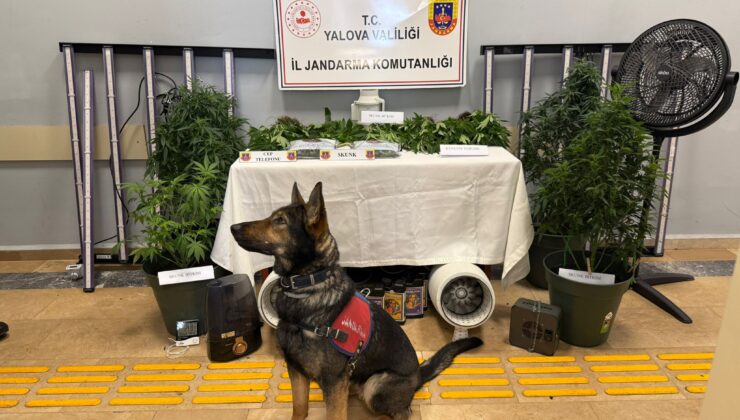 Yalova’da Evde Uyuşturucu Düzenekli Sera Operasyonu: 2 Tutuklama