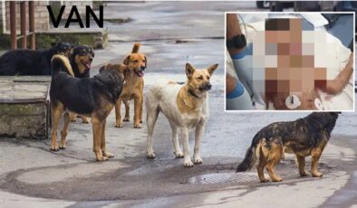 Köpeklerin saldırısında ölen çocuğun cenazesi Adli Tıp Kurumuna sevk edildi
