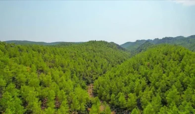 Çanakkale’de Ormanlık Alanlara Girişler 4 Ay Süreyle Yasaklandı